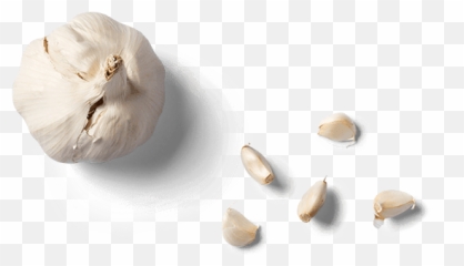 Garlic Png Bread Clipart Free Download - Free Garlic From Above Png,Tree From Above Png