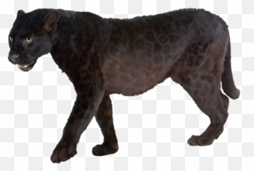 Download Free Png Panther Transparent Picture - DLPNGcom Background Png