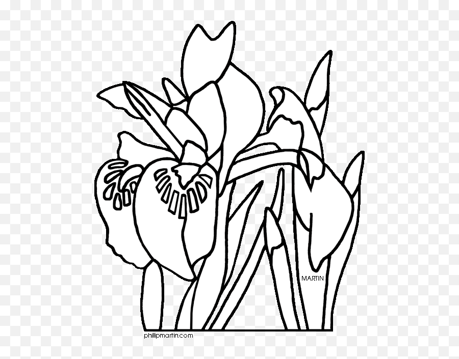 Iris Flower Clip Art - Clipartsco Drawing Tennessee State Flower Png,Iris Flower Icon