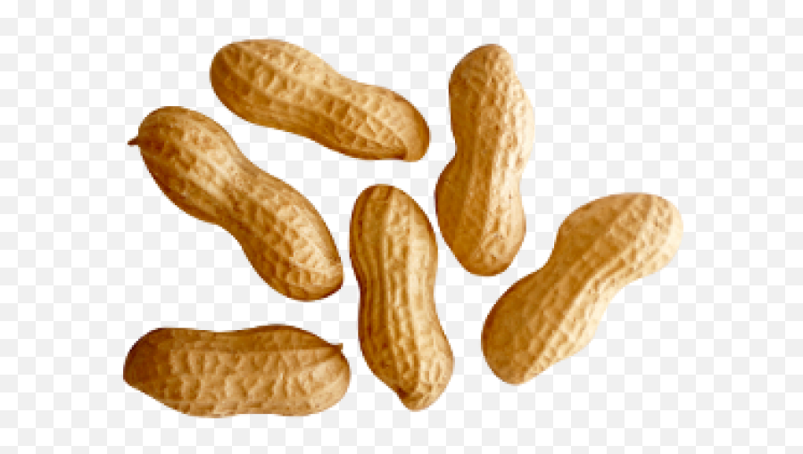 Download Hd Peanut Png Transparent Images - Peanuts Png Png Peanut,Peanut Transparent