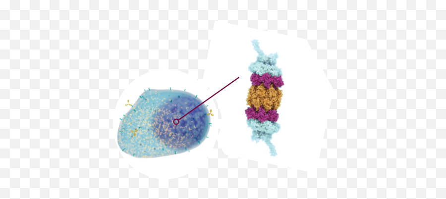 Carfilzomib Mechanism Of Action Kyprolisu0026 - Bacteria Png,Overproduction Icon