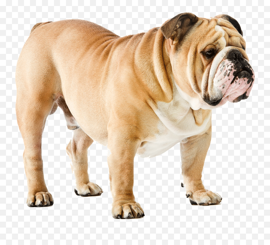 English Bulldog Png Image - English Bulldog American Bulldog,Bulldog Transparent Background