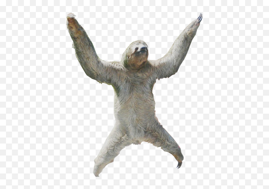 Sloth Png - Transparent Sloth Png,Sloth Png