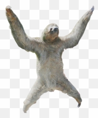 Sloth Png - Transparent Sloth Png,Sloth Png