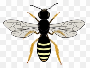 Bee Icons Cc - bync Bartomeus lab png