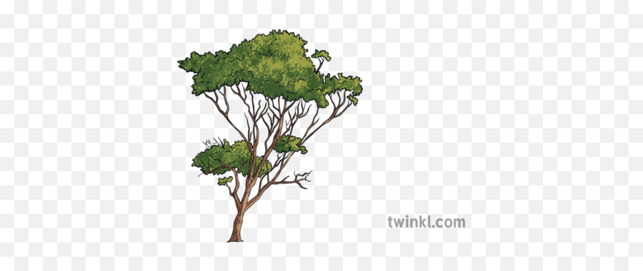 Tall Tree Background Landscape Foliage Leaves Green Plant - Gambel Oak Png,Tall Tree Png