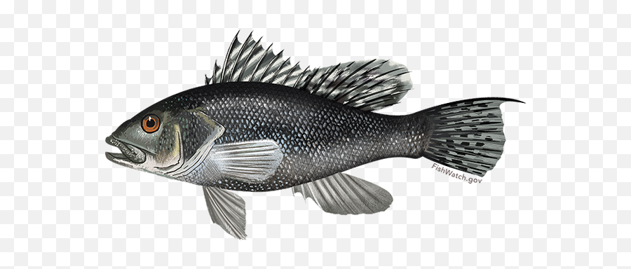 South Atlantic Black Sea Bass Recreational Season Starts - Fish Black Sea Bass Png,Bass Png
