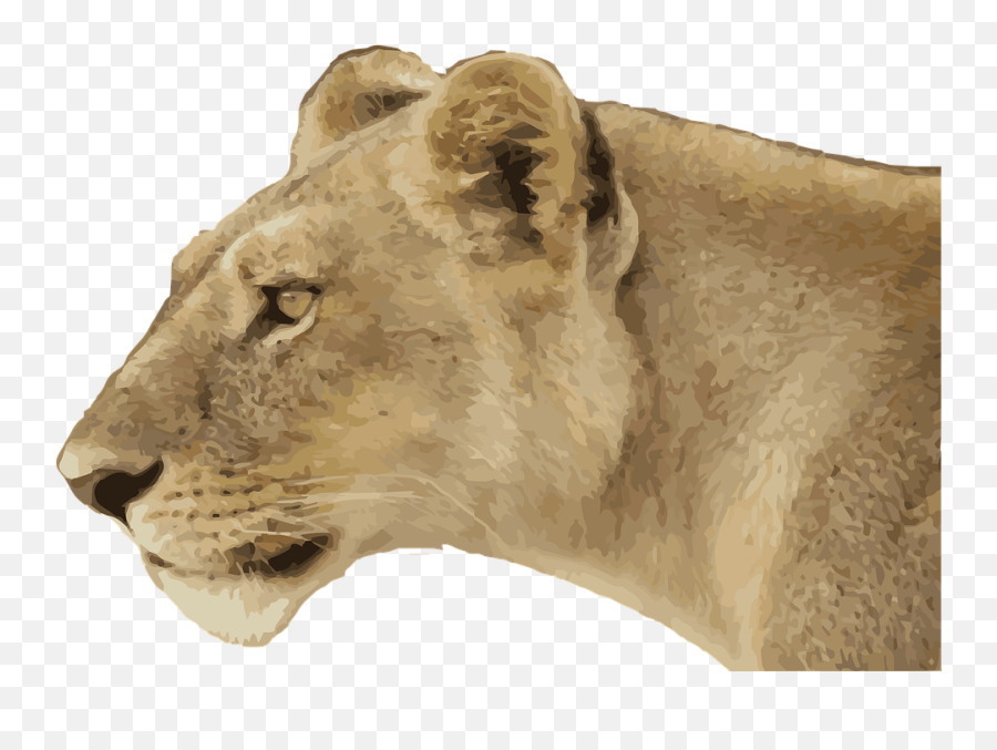 Lioness Png 4 Image - Lioness Face Side View,Lioness Png