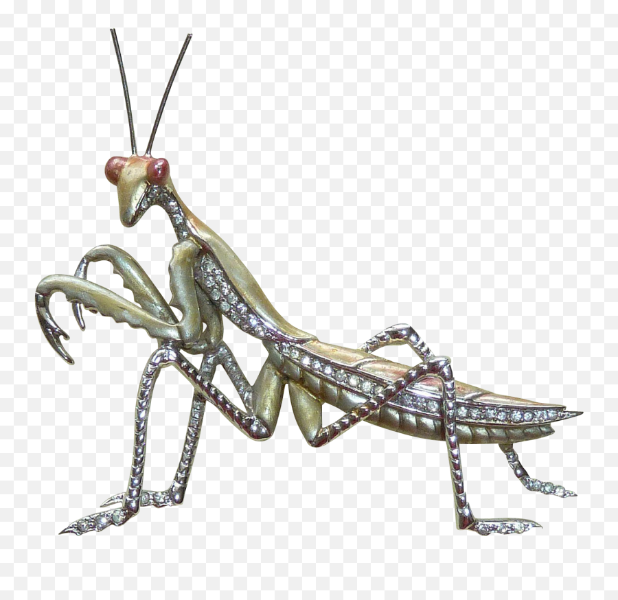 Grasshopper Clipart Praying Mantis Picture 1609125 - Mantidae Png,Mantis Png