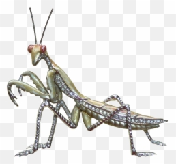 Grasshopper Clipart Praying Mantis Picture 1609125 - Mantidae Png,Mantis Png