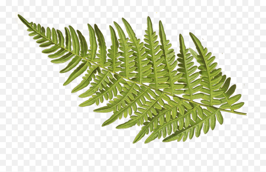 Bright Aljanh - Ostrich Fern Png,Fern Png