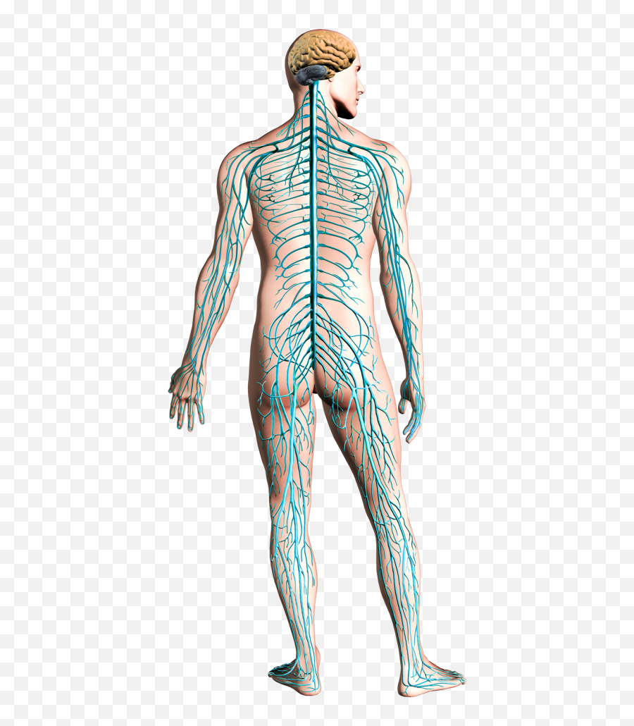 Transparent Nervous System - Central Nervous System Png,Body Png