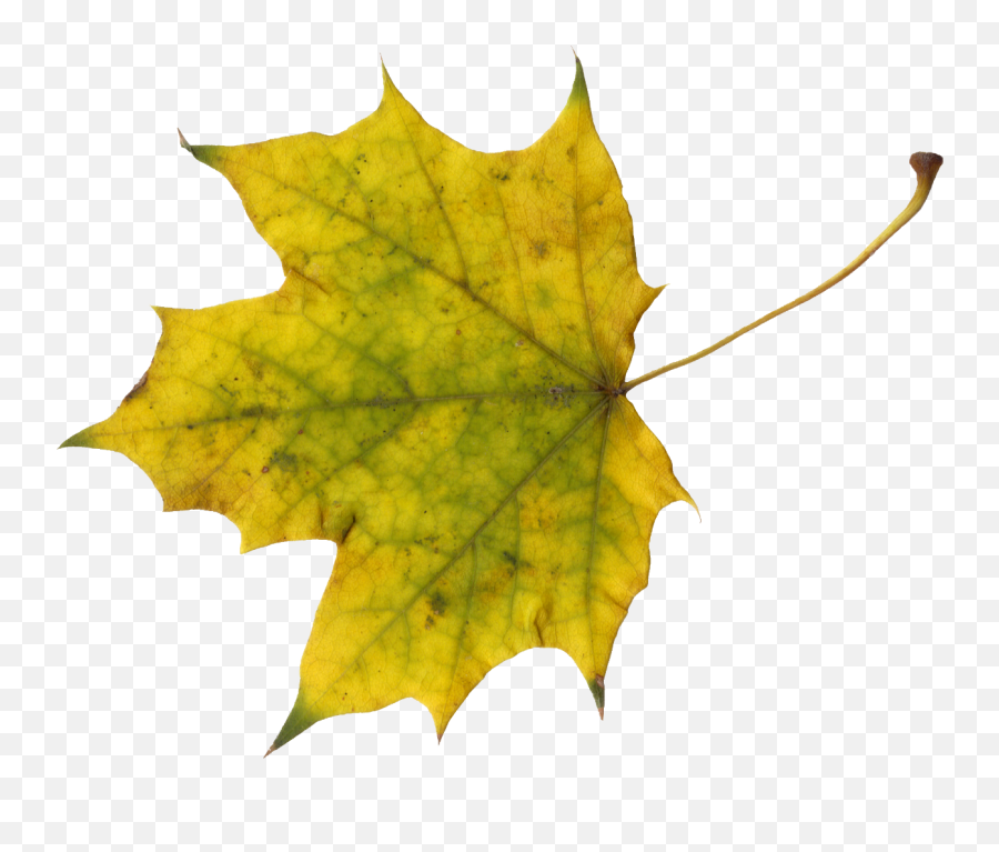 10 Maple Leaves Transparent - Sugar Maple Leaf Clip Art Png,Autumn Leaves Png