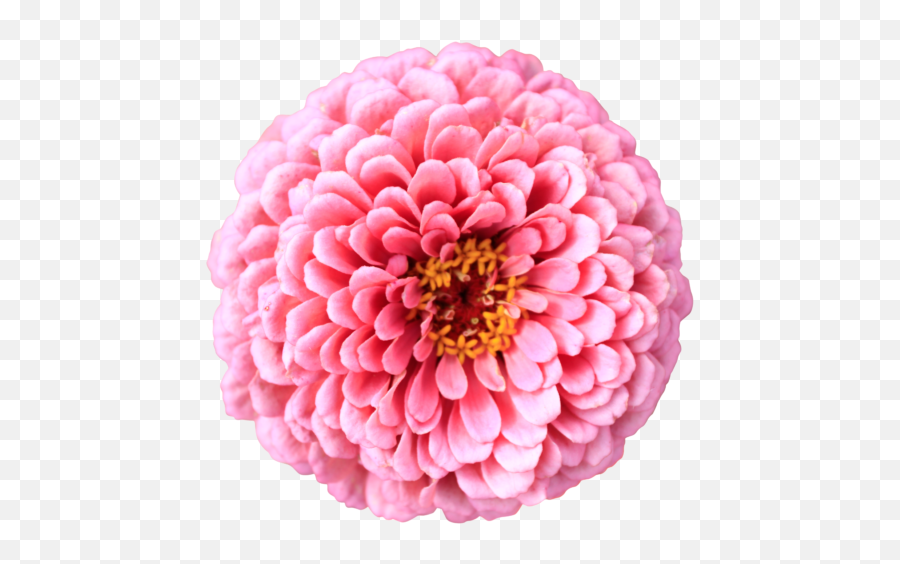 Pink Chrysanthemum Flower Top View Without Background Sf Png Plant Transparent
