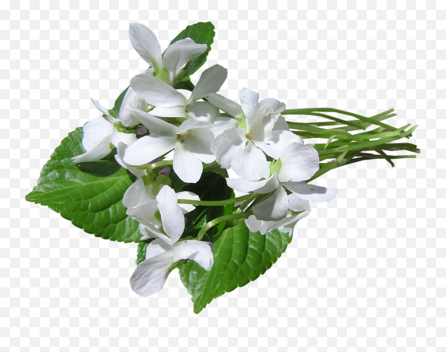 Violets White Perfumed - Hydrangea Png,Violets Png