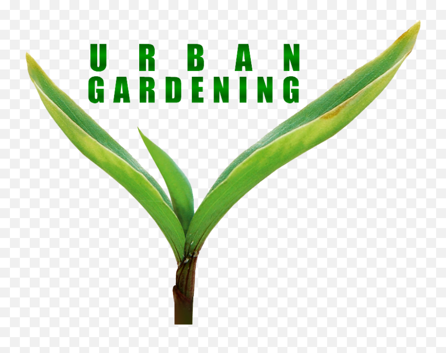 Urban Gardening Home - Swastik Cement Sheet Png,Gardening Png