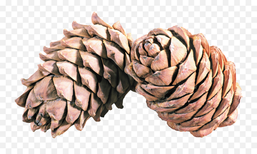 Pine Cone Transparent Png File - Pomme De Pin Png,Pine Cone Png