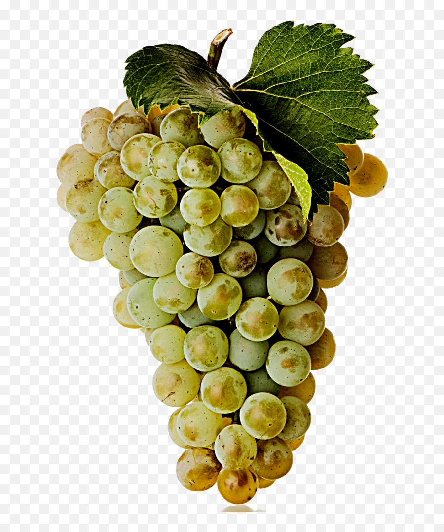 White Wine Grape - Trebbiano Png,Grape Png