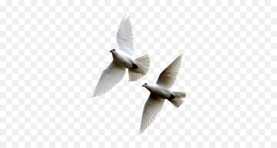 Rock Dove Png Images - 2 Doves Flying Together,Doves Flying Png