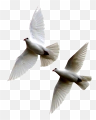 Rock Dove Png Images - 2 Doves Flying Together