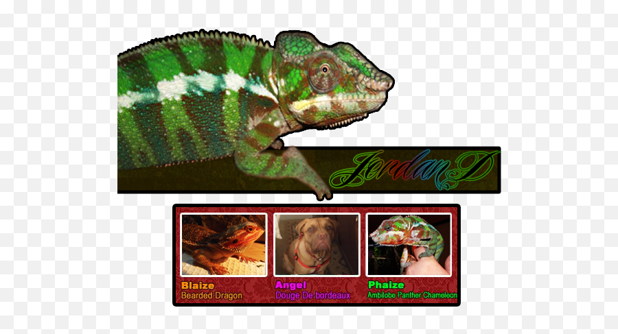 Download Hd 1 - 0 0 0 Orange Tiger Translucent Bearded Common Chameleon Png,Bearded Dragon Png