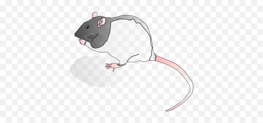 Laboratory Rat Photo Background Transparent Png Images And - Clip Art,Rat Png