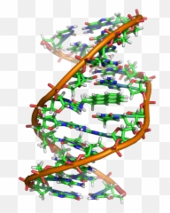 Government Has Been Amassing Dna - Benzo A Pyrene Dna Adduct Png,Tinfoil Hat Png