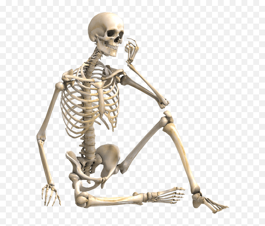 Skeleton Anatomy Human Bones - Skeleton Sitting Png,Skelton Png