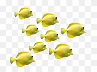 Transparent Png School Of Fish