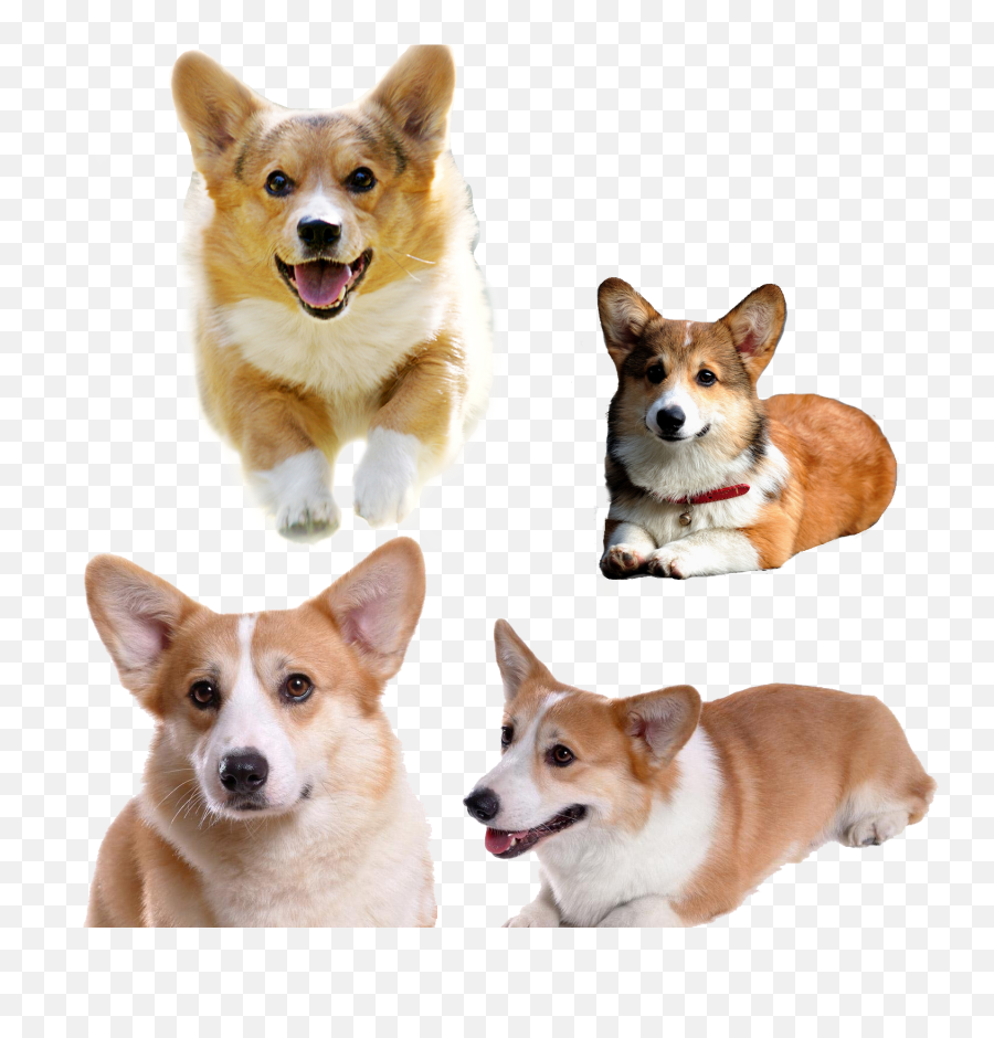 Pembroke Welsh Corgi Pet - Koji Dog Png,Corgi Png