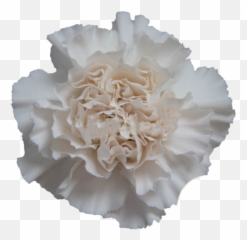 Moon Golem - Peony Png,Carnation Png