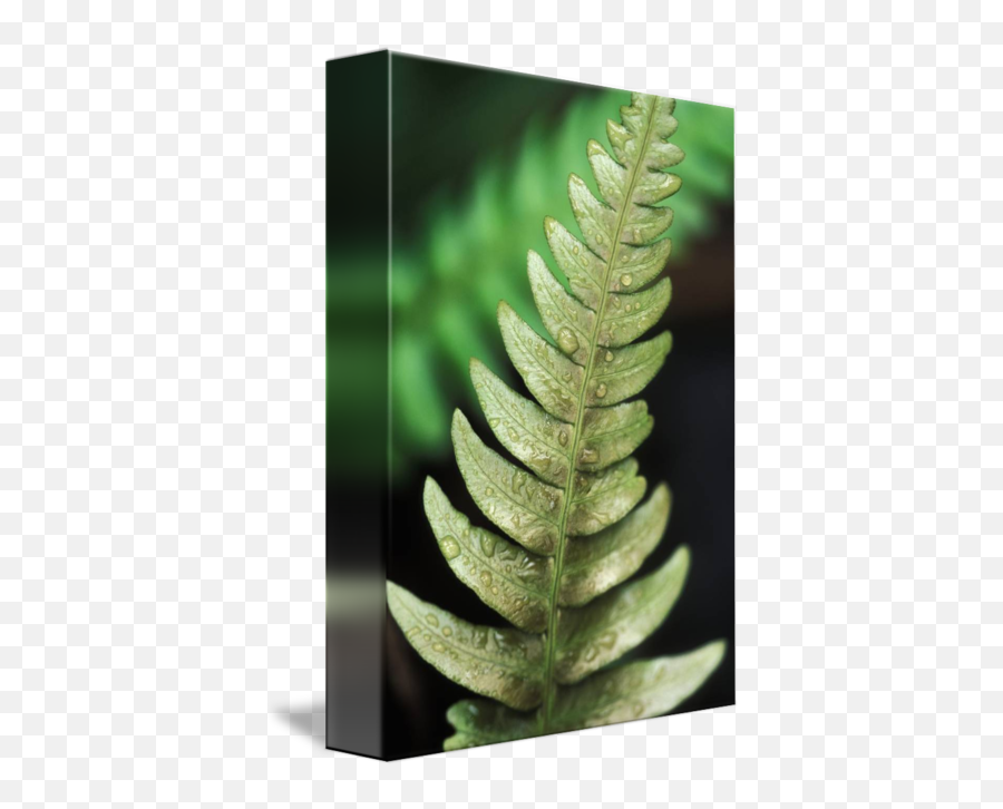 Fern Closeup Of Single Leaf And Water Dropl By Design Pics - Vertical Png,Fern Leaf Png