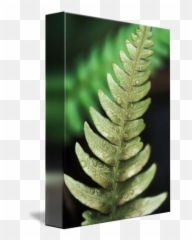 Fern Closeup Of Single Leaf And Water Dropl By Design Pics - Vertical png