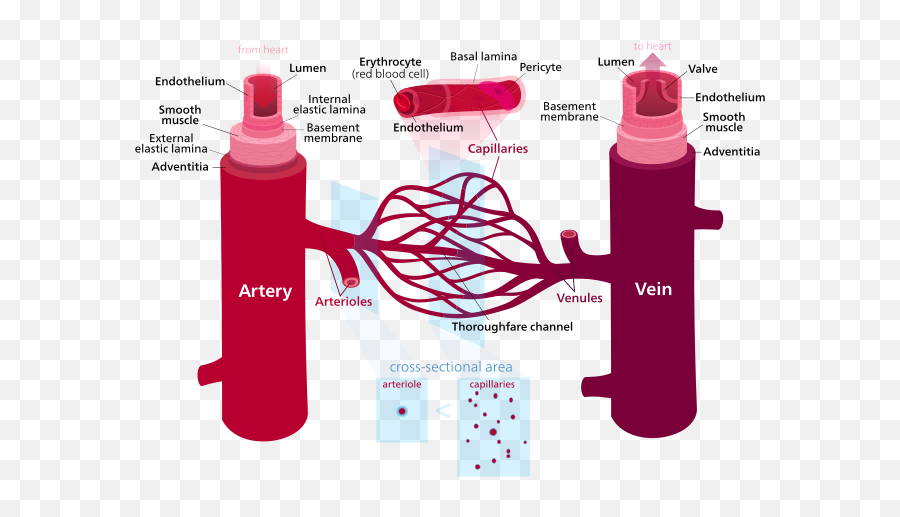 Similarities Between Arteries And Veins Knowswhycom - Labelled Diagram Of The Blood Vessels Png,Veins Png