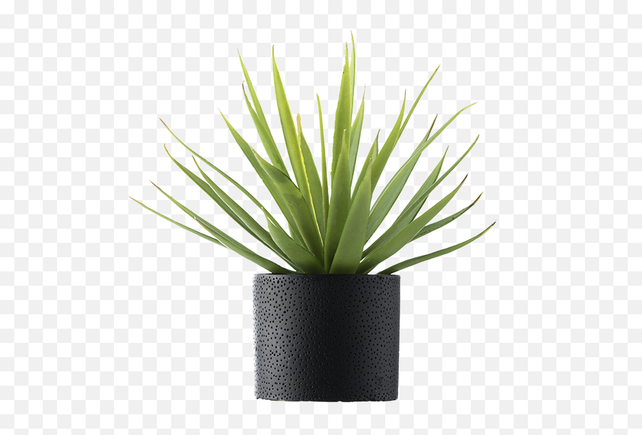 Vase Vector Office Plant Transparent - Agave Azul Png,Plant Png