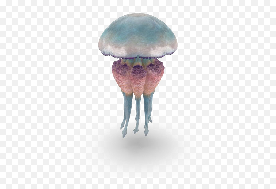 Download Free Png Jellyfish Image - Dlpngcom Portable Network Graphics,Transparent Jellyfish