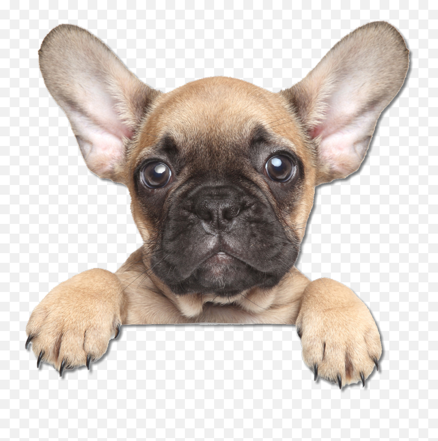 French Bulldog The Puppy Training - French Bulldog Png,Dog Face Png