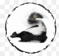 Exodus Exterminating - Nuisance Wildlife Skunk Side View png