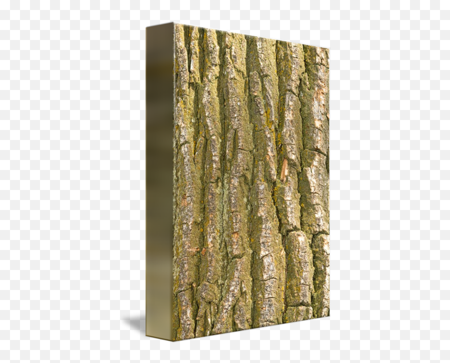 Tree Bark Texture Vertical - Bark Png,Tree Bark Png