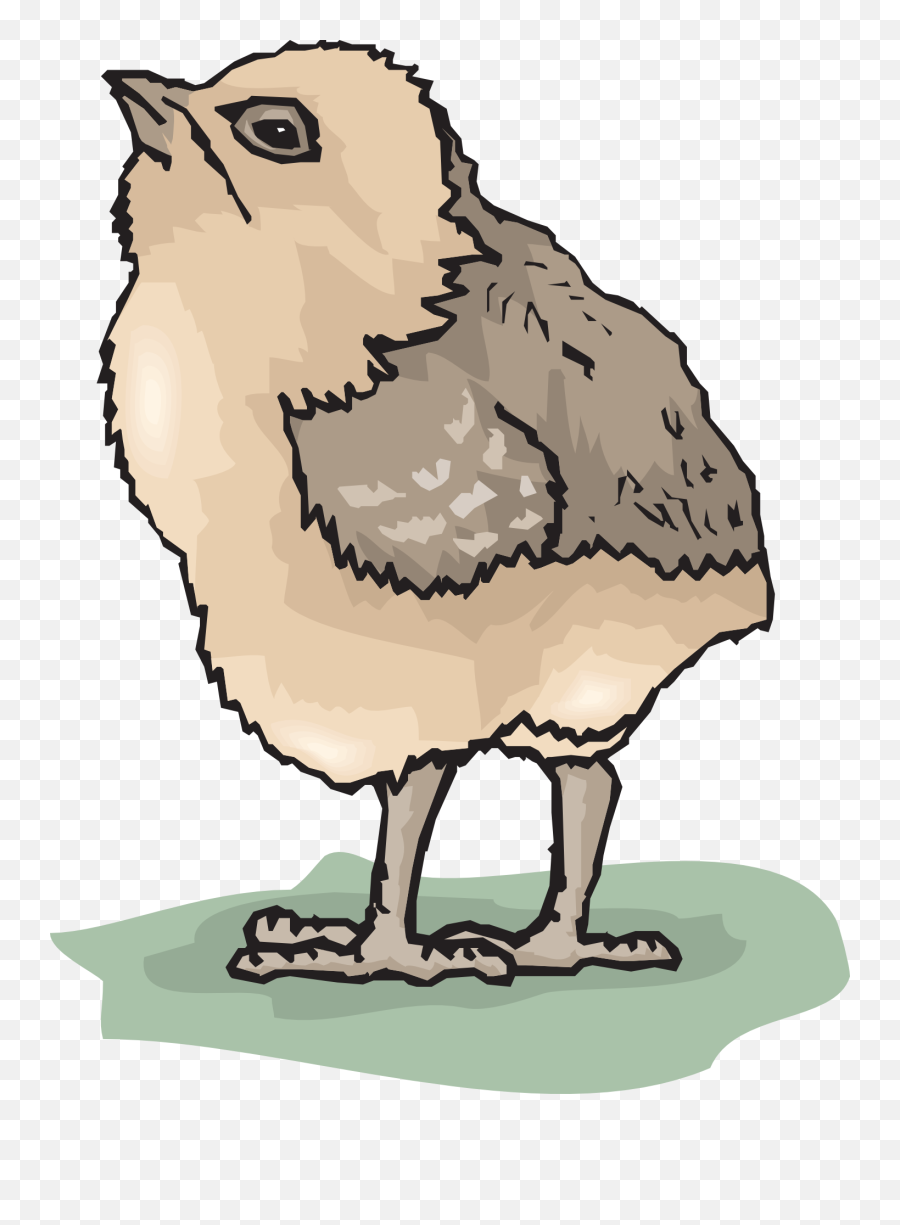 Baby Chick Png - Bébé Oiseau Png 4279913 Vippng Portable Network Graphics,Chick Png