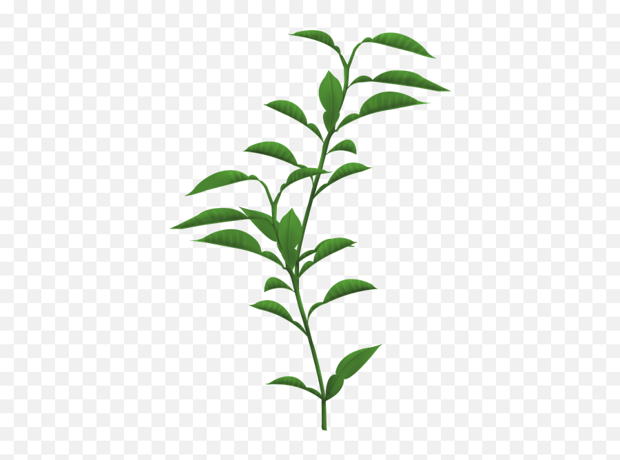 Plants Png Transparent Images 13 - Transparent Background Transparent Plant,Transparent Pic