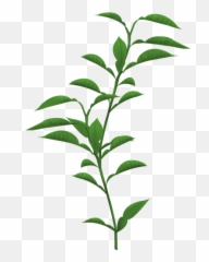 Plants Png Transparent Images 13 - Background
