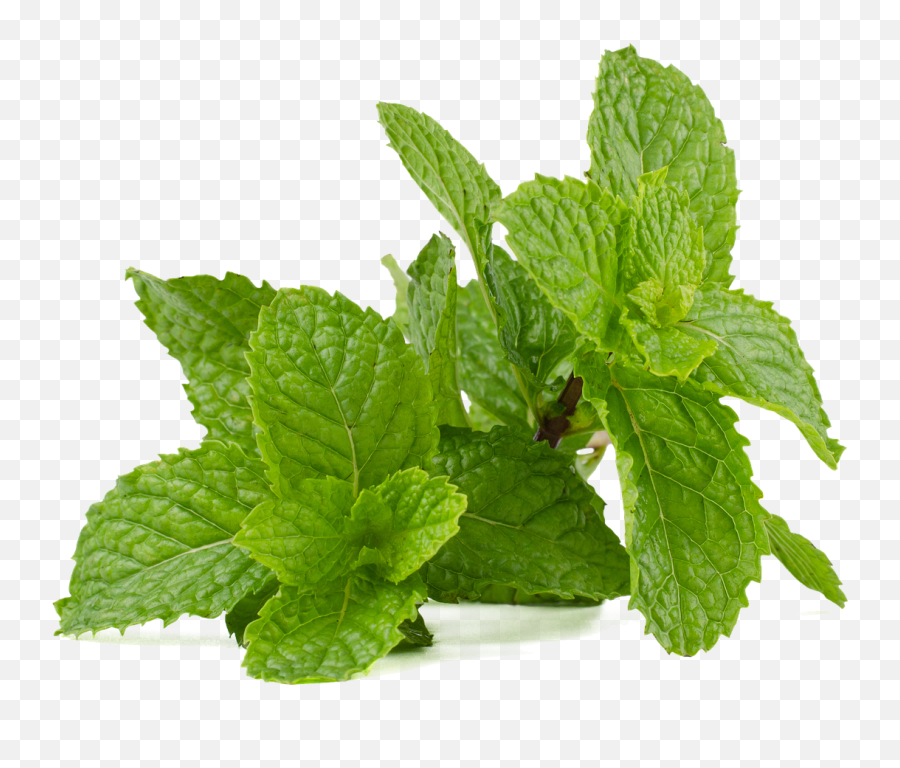 Mint Leaf Peppermint - Free Photo On Pixabay Mint Png,Mint Leaf Png