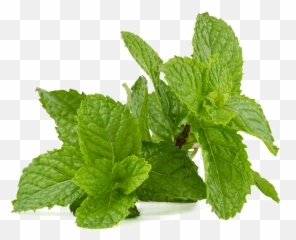 Mint Leaf Peppermint - Free photo on Pixabay png