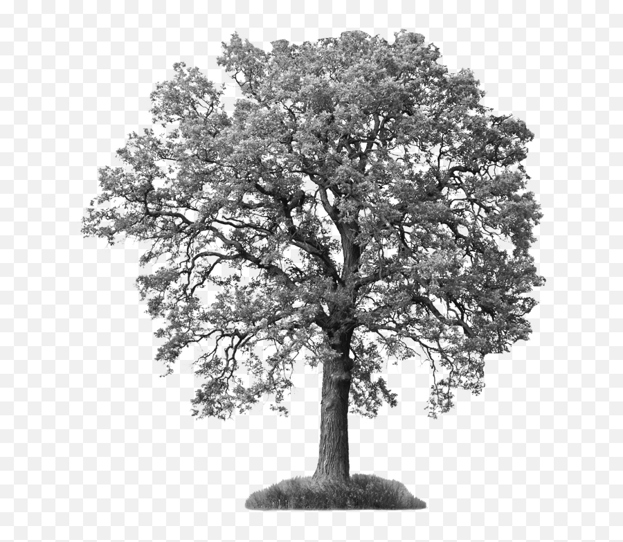 Tree White Cabana - Tree Images Hd Png,Old Tree Png
