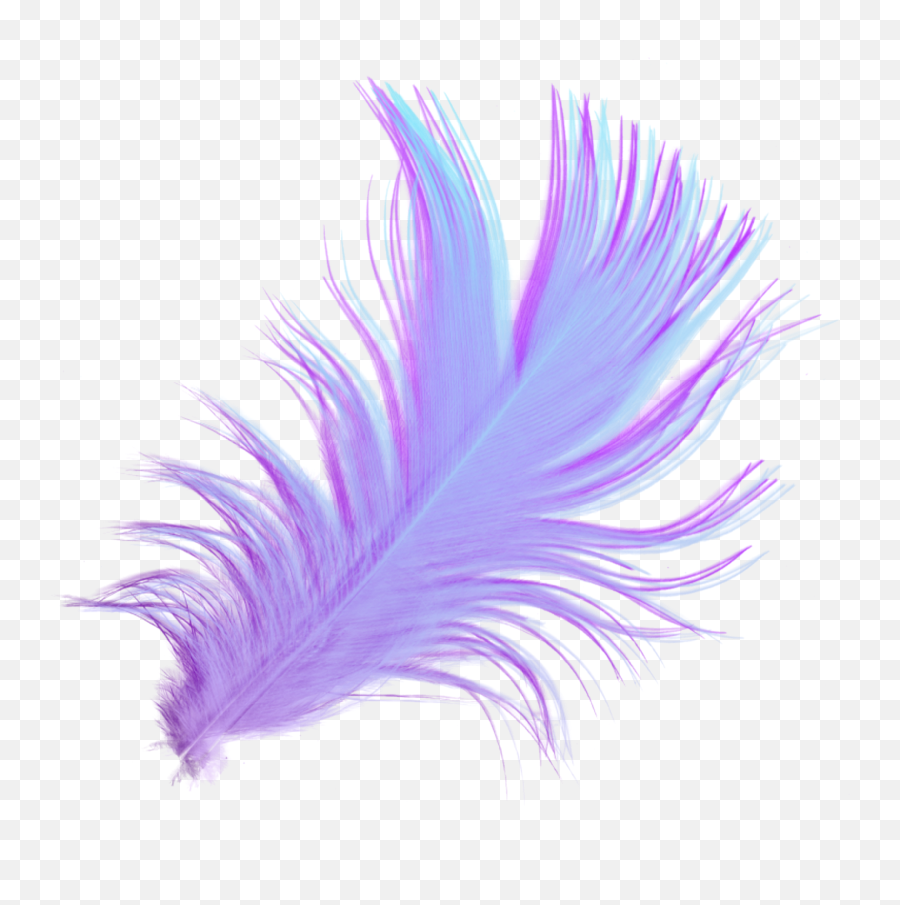 Feather Download Desktop Wallpaper Drawing Portable Network - Feather Brushes Png,Feather Transparent Background