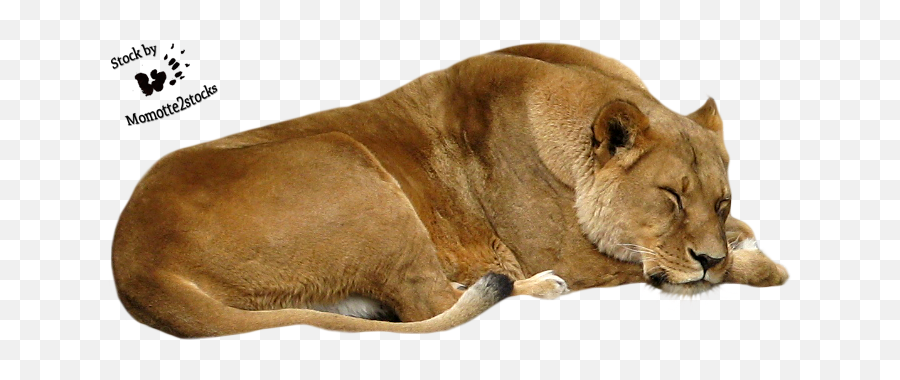 Cut Out Stock Png 41 Sleeping Lioness - Sleeping Lion No Background,Lioness Png