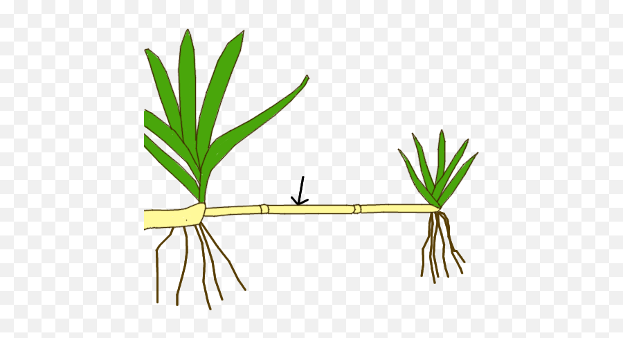 Filestem Morphology Type Stolonpng - Wikimedia Commons Vegetative Propagation In Grass,Hojas Png