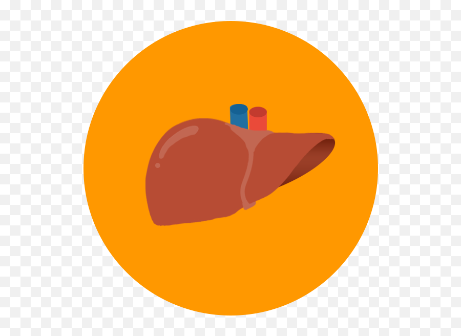 Potential Donor Evaluation - Damage Liver Png Icon,Liver Png