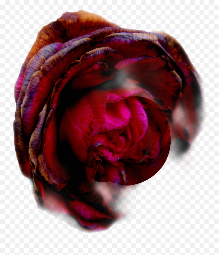 Freetoeditremix Free Dead Rose - Hybrid Tea Rose Png,Dead Rose Png